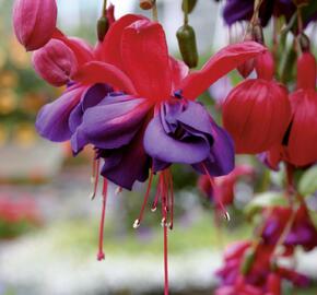 Fuchsie, čílko 'Voodoo' - Fuchsia hybrida 'Voodoo'