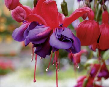 Fuchsie, čílko 'Voodoo'