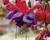 Fuchsie, čílko 'Voodoo'
