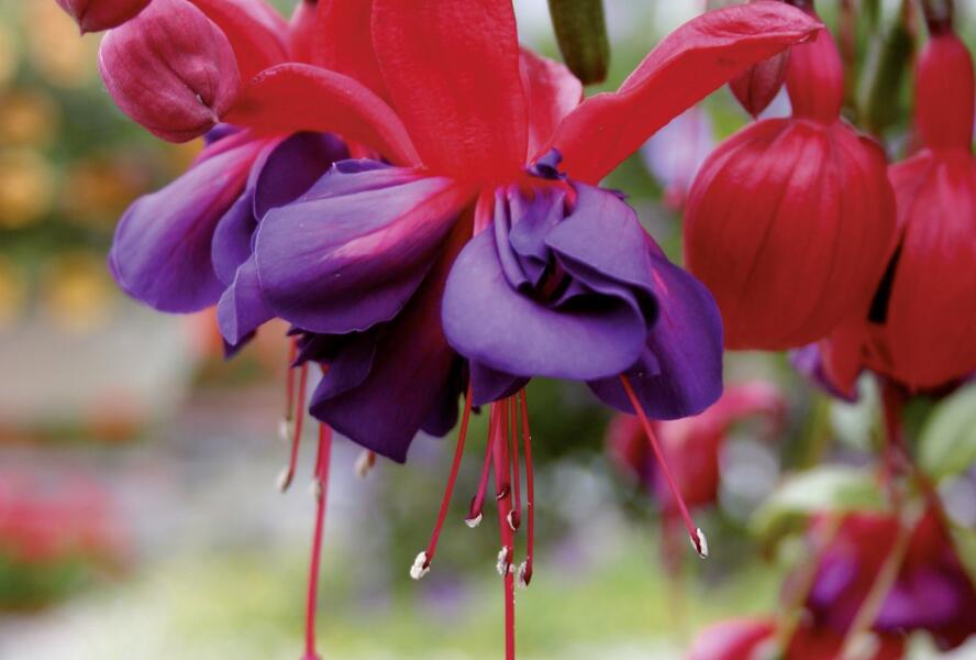 Fuchsie, čílko 'Voodoo' - Fuchsia hybrida 'Voodoo'