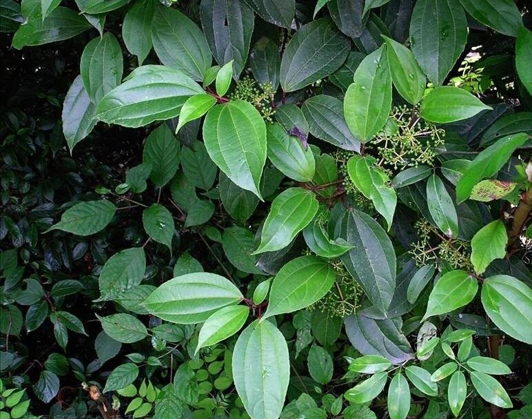 Kalina - Viburnum cinnamomifolium