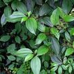 Kalina - Viburnum cinnamomifolium