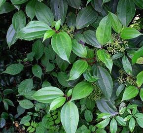 Kalina - Viburnum cinnamomifolium