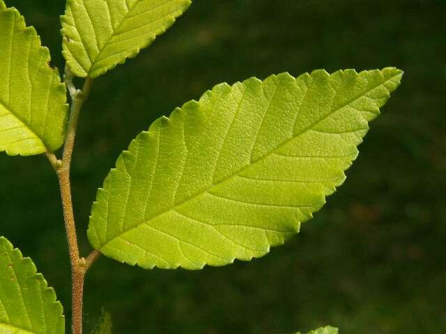 Jilm sibiřský (Turkestánský brest) 'Beijing Gold' - Ulmus pumila 'Beijing Gold'