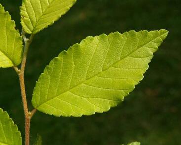 Jilm sibiřský (Turkestánský brest) 'Beijing Gold'