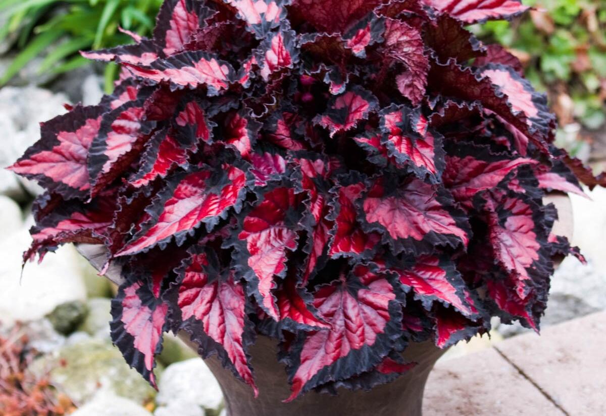 Begónie královská 'Inca Night' - Begonia rex 'Inca Night'