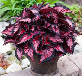 Begónie královská 'Inca Night' - Begonia rex 'Inca Night'