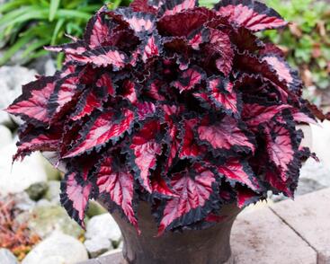 Begónie královská 'Inca Night'