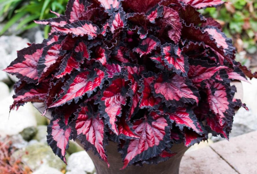 Begónie královská 'Inca Night' - Begonia rex 'Inca Night'