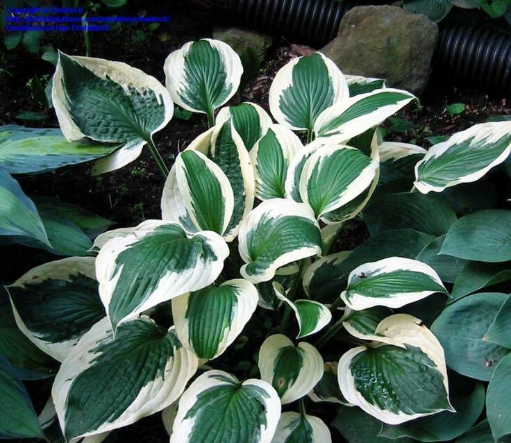 Bohyška 'Patriot ' - Hosta 'Patriot' F