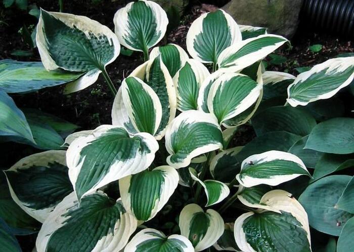Bohyška 'Patriot ' - Hosta 'Patriot' F