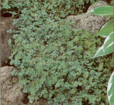 Plazilka magelandská - Acaena magellanica