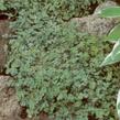 Plazilka magelandská - Acaena magellanica