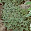 Plazilka - Acaena magellanica