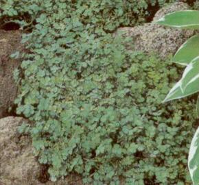 Plazilka magelandská - Acaena magellanica