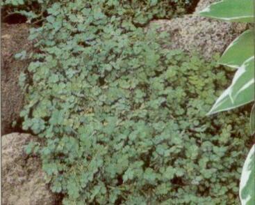 Plazilka magelandská