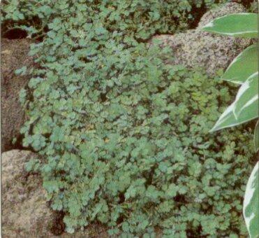 Plazilka - Acaena magellanica