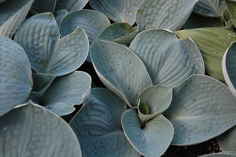 Bohyška 'Love Pat' - Hosta 'Love Pat'