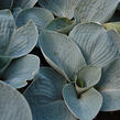 Bohyška 'Love Pat' - Hosta 'Love Pat'