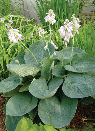 Bohyška 'Love Pat' - Hosta 'Love Pat'