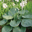 Bohyška 'Love Pat' - Hosta 'Love Pat'