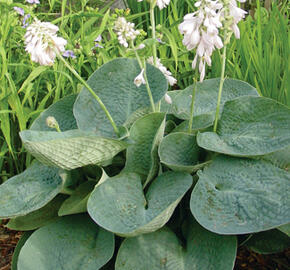Bohyška 'Love Pat' - Hosta 'Love Pat'