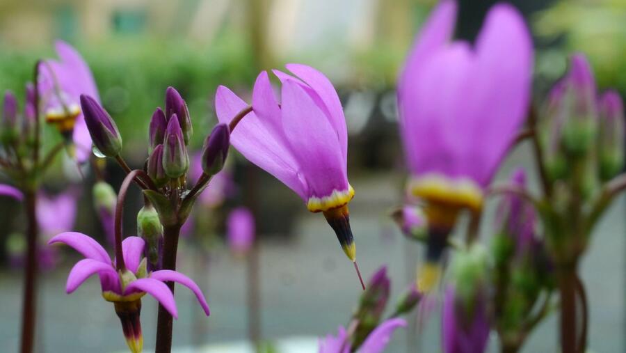 Boží květ zahradní 'Queen Victoria' - Dodecatheon meadia 'Queen Victoria'