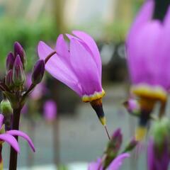 Boží květ zahradní 'Queen Victoria' - Dodecatheon meadia 'Queen Victoria'