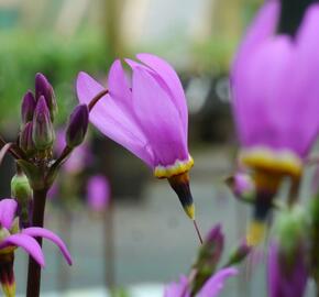 Boží květ zahradní 'Queen Victoria' - Dodecatheon meadia 'Queen Victoria'