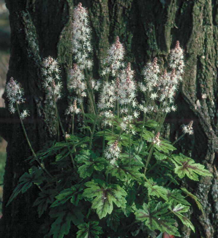 Mitrovnička 'Arpeggio' - Tiarella laciniata 'Arpeggio'