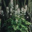 Mitrovnička 'Arpeggio' - Tiarella laciniata 'Arpeggio'