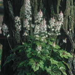 Mitrovnička 'Arpeggio' - Tiarella laciniata 'Arpeggio'