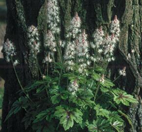 Mitrovnička 'Arpeggio' - Tiarella laciniata 'Arpeggio'