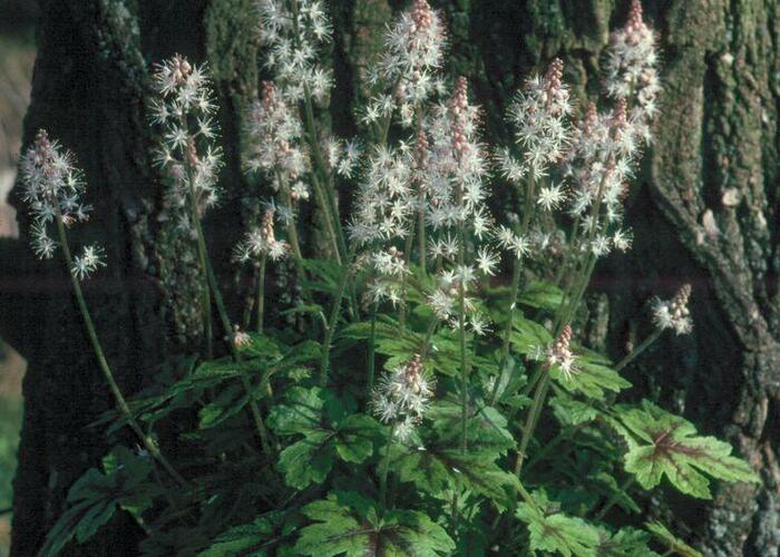 Mitrovnička 'Arpeggio' - Tiarella laciniata 'Arpeggio'