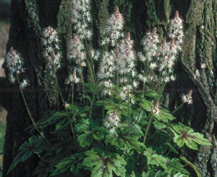 Mitrovnička 'Arpeggio' - Tiarella laciniata 'Arpeggio'