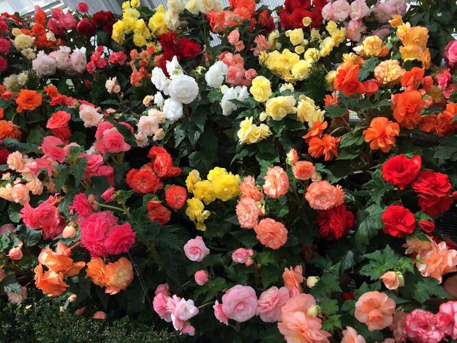 Begónie hlíznatá 'Mix' - Begonia tuberhybrida 'Mix'