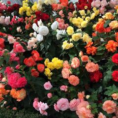 Begónie hlíznatá 'Mix' - Begonia tuberhybrida 'Mix'