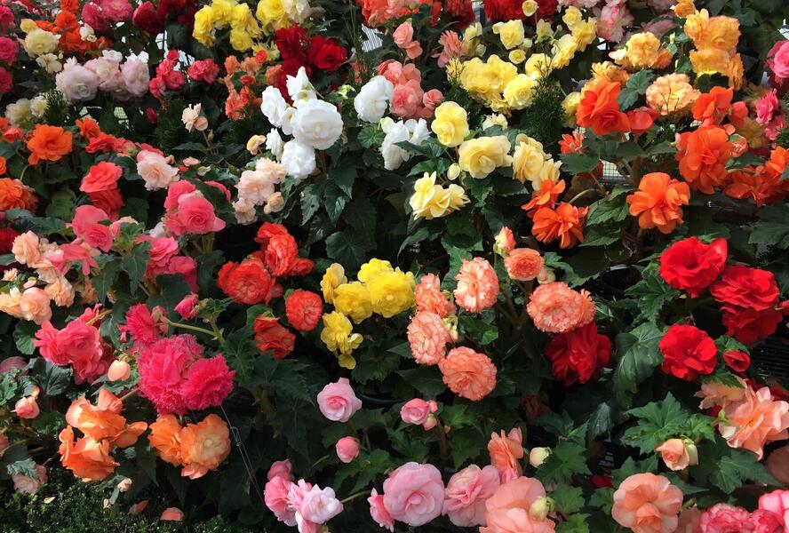 Begónie hlíznatá 'Mix' - Begonia tuberhybrida 'Mix'