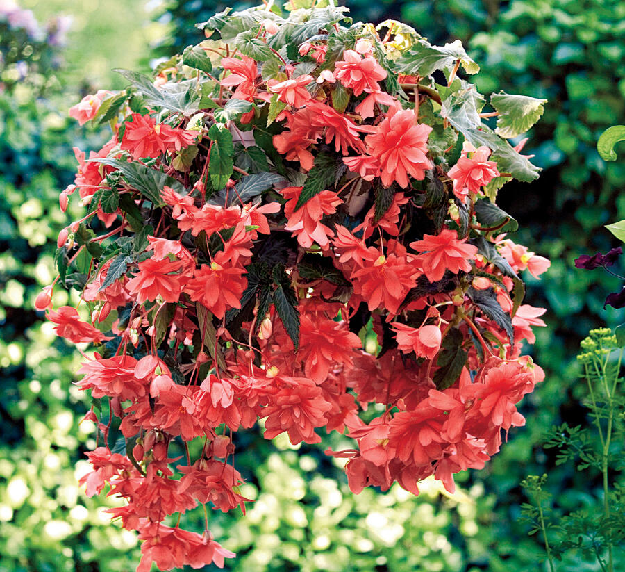 Begónie hlíznatá 'Illumination Rose' - Begonia tuberhybrida 'Illumination Rose'