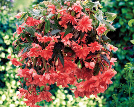 Begónie hlíznatá 'Illumination Rose'