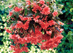 Begónie hlíznatá 'Illumination Rose' - Begonia tuberhybrida 'Illumination Rose'
