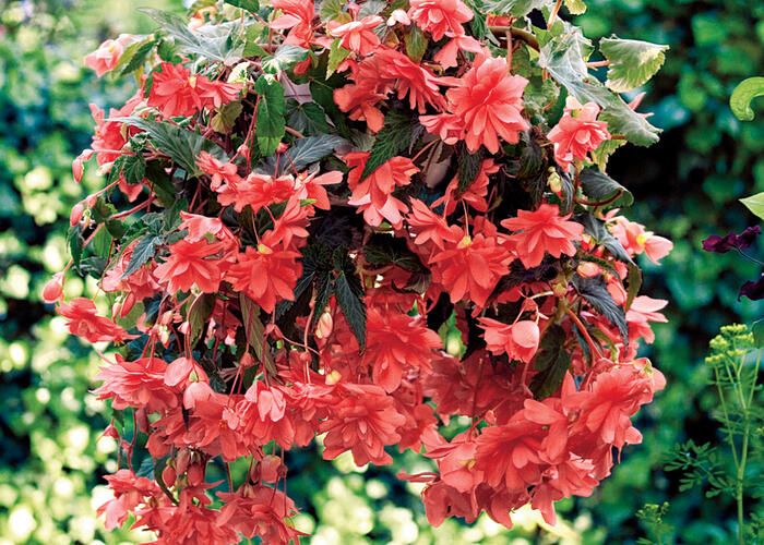 Begónie hlíznatá 'Illumination Rose' - Begonia tuberhybrida 'Illumination Rose'