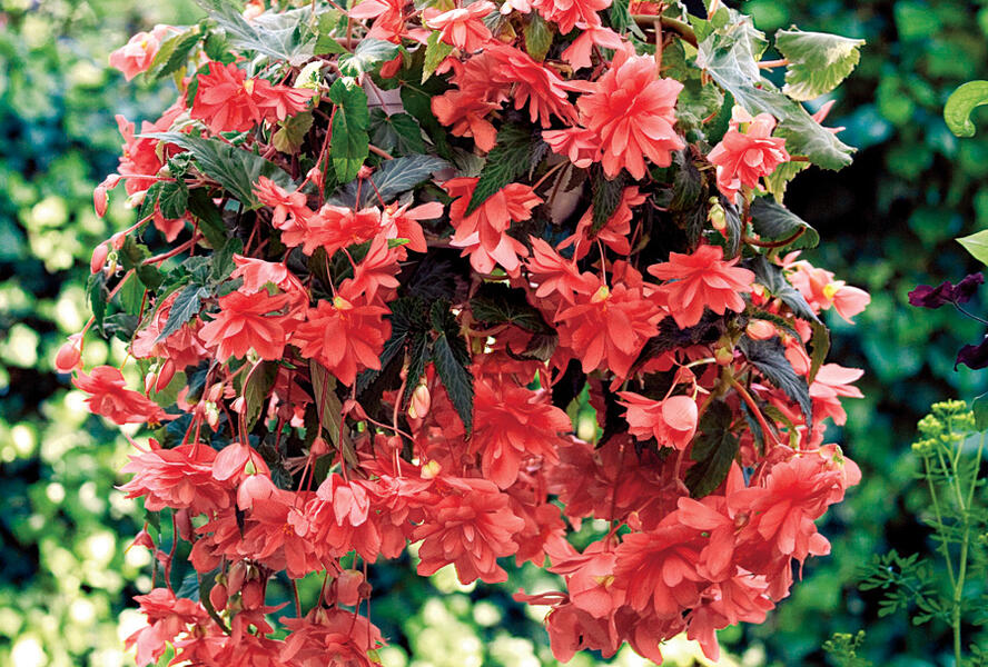 Begónie hlíznatá 'Illumination Rose' - Begonia tuberhybrida 'Illumination Rose'