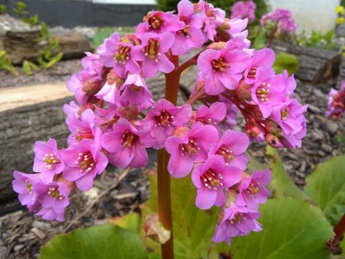 Bergénie srdčitá 'Silberlight' - Bergenia cordifolia 'Silberlight'