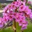 Bergénie srdčitá 'Silberlight' - Bergenia cordifolia 'Silberlight'