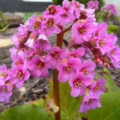 Bergénie srdčitá 'Silberlight' - Bergenia cordifolia 'Silberlight'