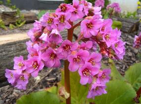 Bergénie srdčitá 'Silberlight' - Bergenia cordifolia 'Silberlight'