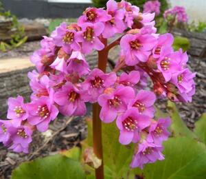 Bergénie srdčitá 'Silberlight' - Bergenia cordifolia 'Silberlight'