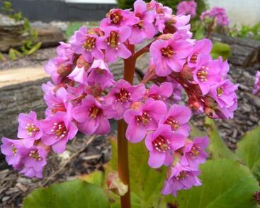 Bergénie srdčitá 'Silberlight'