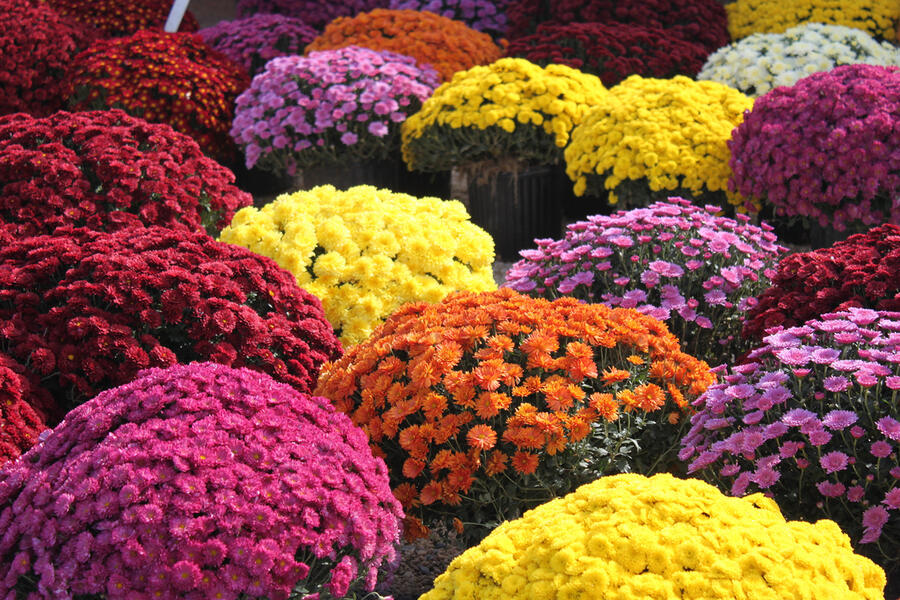 Listopadka - Dendranthema indicum